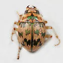 Large Round Sand Beetle - photo 2