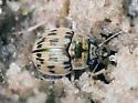 Large Round Sand Beetle - photo 3