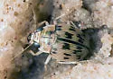 Large Round Sand Beetle - photo 4