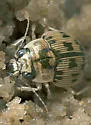 Large Round Sand Beetle - photo 5