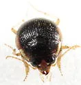 Large-lipped Round Sand Beetle