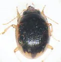 Large-lipped Round Sand Beetle - photo 2