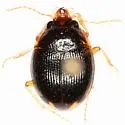 Large-lipped Round Sand Beetle - photo 3