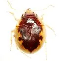 Large-lipped Round Sand Beetle - photo 4