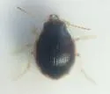 Large-lipped Round Sand Beetle - photo 5
