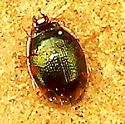 Shiny Round Sand Beetle