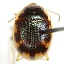 Shiny Round Sand Beetle - photo 2