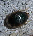Shiny Round Sand Beetle - photo 3