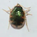 Shiny Round Sand Beetle - photo 4