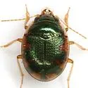 Shiny Round Sand Beetle - photo 5