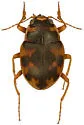 Effaced Round Sand Beetle