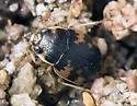 Effaced Round Sand Beetle - photo 2