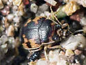 Effaced Round Sand Beetle - photo 3