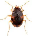 Effaced Round Sand Beetle - photo 4