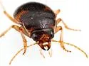 Effaced Round Sand Beetle - photo 5