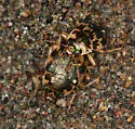 Oval Round Sand Beetle - photo 2