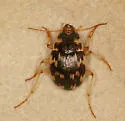 Oval Round Sand Beetle - photo 3