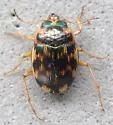 Oval Round Sand Beetle - photo 4