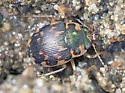 Oval Round Sand Beetle - photo 5