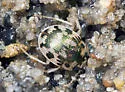Robust Round Sand Beetle - photo 3
