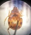 Robust Round Sand Beetle - photo 4