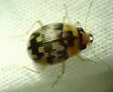 Robust Round Sand Beetle - photo 5