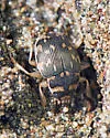 Solid Round Sand Beetle - photo 2