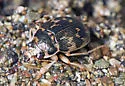 Solid Round Sand Beetle - photo 3