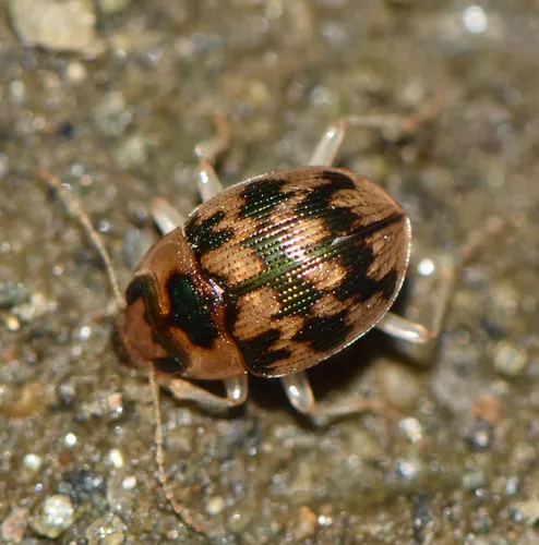 Mosaic Round Sand Beetle - Omophron tessellatum