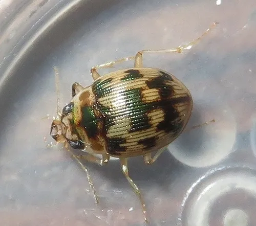 Mosaic Round Sand Beetle - photo 2