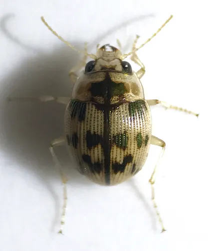 Mosaic Round Sand Beetle - photo 3