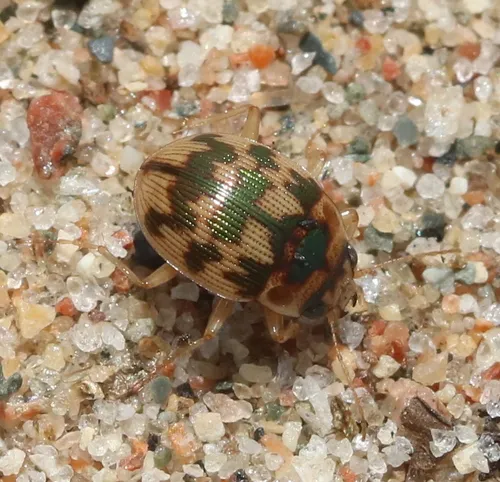 Mosaic Round Sand Beetle - photo 4