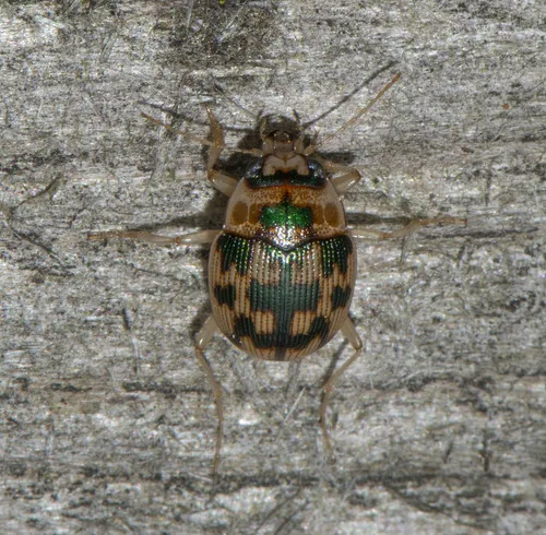 Mosaic Round Sand Beetle - photo 5