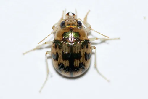 Mosaic Round Sand Beetle - photo 6
