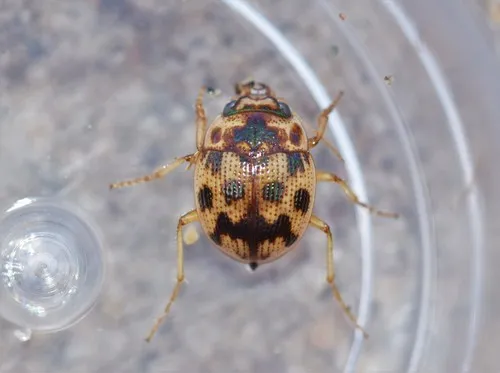 Mosaic Round Sand Beetle - photo 7
