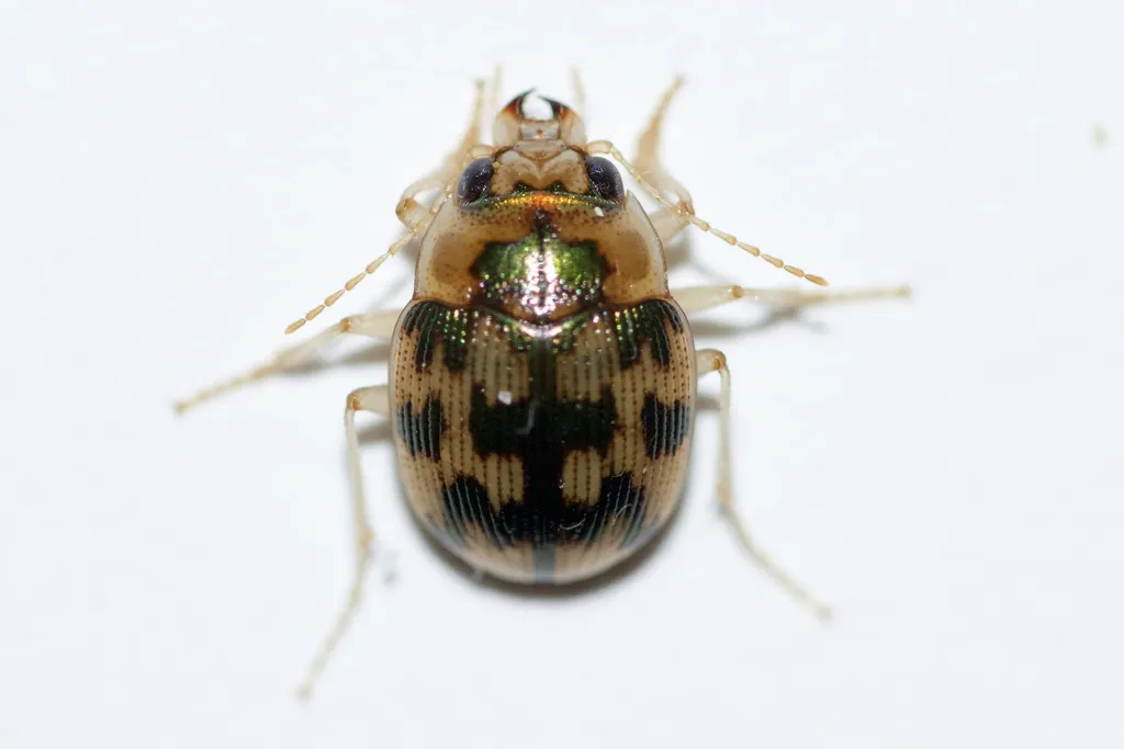 Mosaic Round Sand Beetle - photo 8