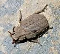 Omorgus asper