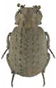 Omorgus asper - photo 2