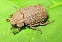 Omorgus asper - photo 3