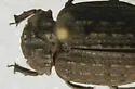 Omorgus asper - photo 5