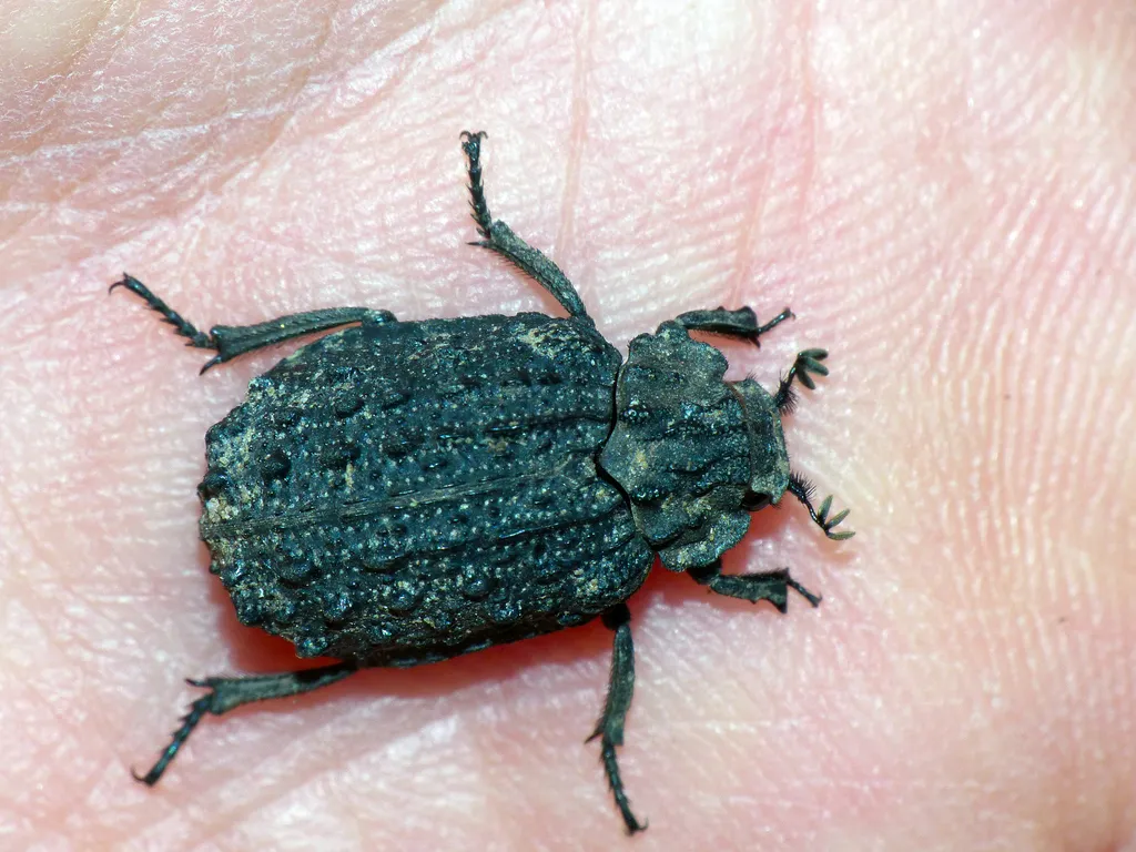 Omorgus australasiae - photo 2