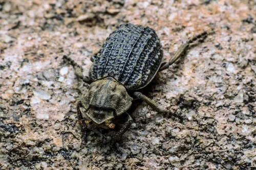 Omorgus carinatus