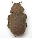 Omorgus fuliginosus