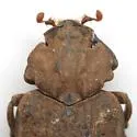 Omorgus fuliginosus - photo 2