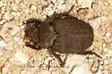 Omorgus fuliginosus - photo 3