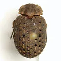 Omorgus howelli