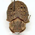 Omorgus howelli - photo 2