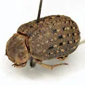 Omorgus howelli - photo 3