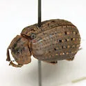 Omorgus howelli - photo 5