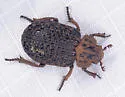 Omorgus inflatus
